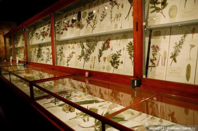 СТЕКЛЯННЫЕ ЦВЕТЫ ЛЕОПОЛЬДА И РУДОЛЬФА БЛАШКА