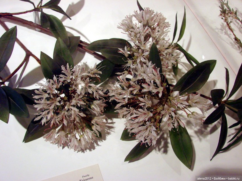 СТЕКЛЯННЫЕ ЦВЕТЫ ЛЕОПОЛЬДА И РУДОЛЬФА БЛАШКА