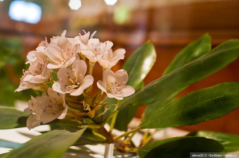 СТЕКЛЯННЫЕ ЦВЕТЫ ЛЕОПОЛЬДА И РУДОЛЬФА БЛАШКА