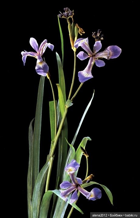 СТЕКЛЯННЫЕ ЦВЕТЫ ЛЕОПОЛЬДА И РУДОЛЬФА БЛАШКА