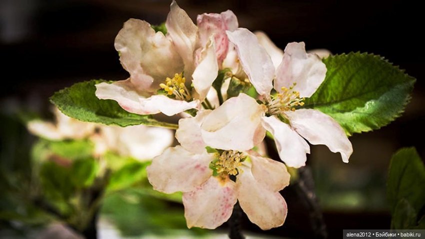 СТЕКЛЯННЫЕ ЦВЕТЫ ЛЕОПОЛЬДА И РУДОЛЬФА БЛАШКА (фото 2)