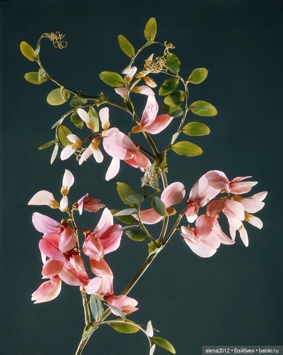 СТЕКЛЯННЫЕ ЦВЕТЫ ЛЕОПОЛЬДА И РУДОЛЬФА БЛАШКА (фото 4)