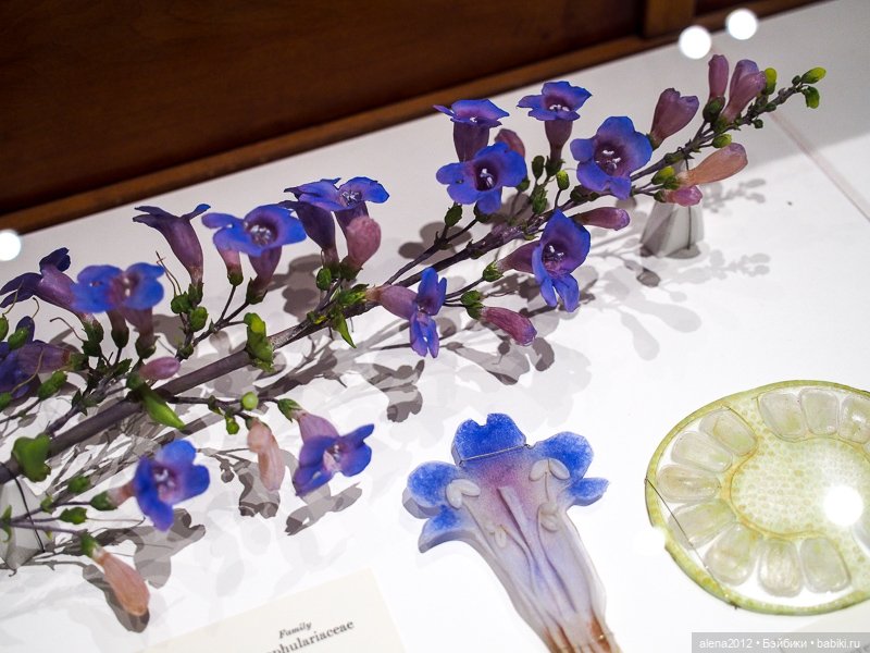 СТЕКЛЯННЫЕ ЦВЕТЫ ЛЕОПОЛЬДА И РУДОЛЬФА БЛАШКА