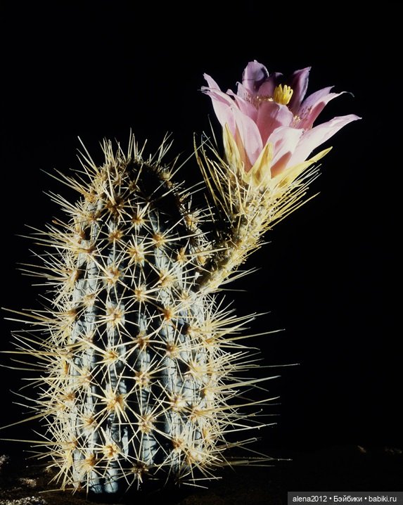 СТЕКЛЯННЫЕ ЦВЕТЫ ЛЕОПОЛЬДА И РУДОЛЬФА БЛАШКА (фото 5)