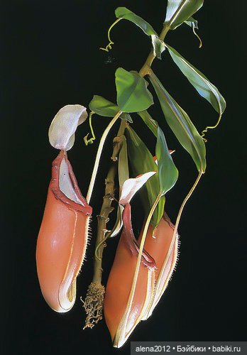 СТЕКЛЯННЫЕ ЦВЕТЫ ЛЕОПОЛЬДА И РУДОЛЬФА БЛАШКА