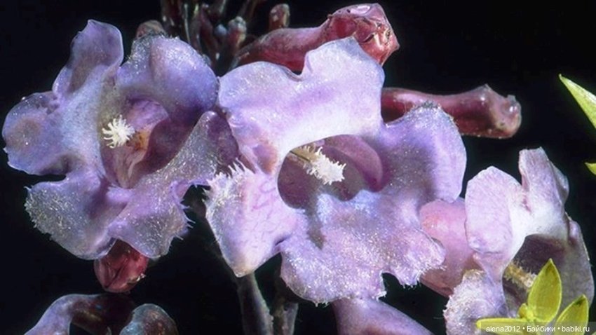 СТЕКЛЯННЫЕ ЦВЕТЫ ЛЕОПОЛЬДА И РУДОЛЬФА БЛАШКА (фото 3)