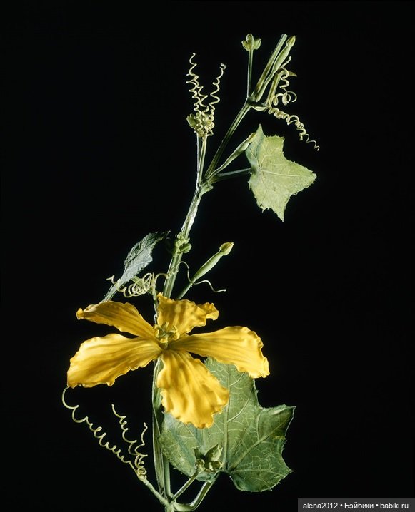 СТЕКЛЯННЫЕ ЦВЕТЫ ЛЕОПОЛЬДА И РУДОЛЬФА БЛАШКА (фото 6)