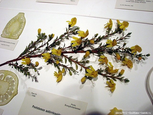 СТЕКЛЯННЫЕ ЦВЕТЫ ЛЕОПОЛЬДА И РУДОЛЬФА БЛАШКА