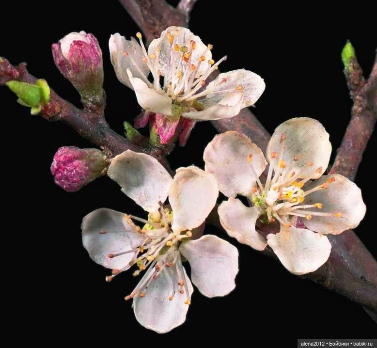 СТЕКЛЯННЫЕ ЦВЕТЫ ЛЕОПОЛЬДА И РУДОЛЬФА БЛАШКА (фото 10)