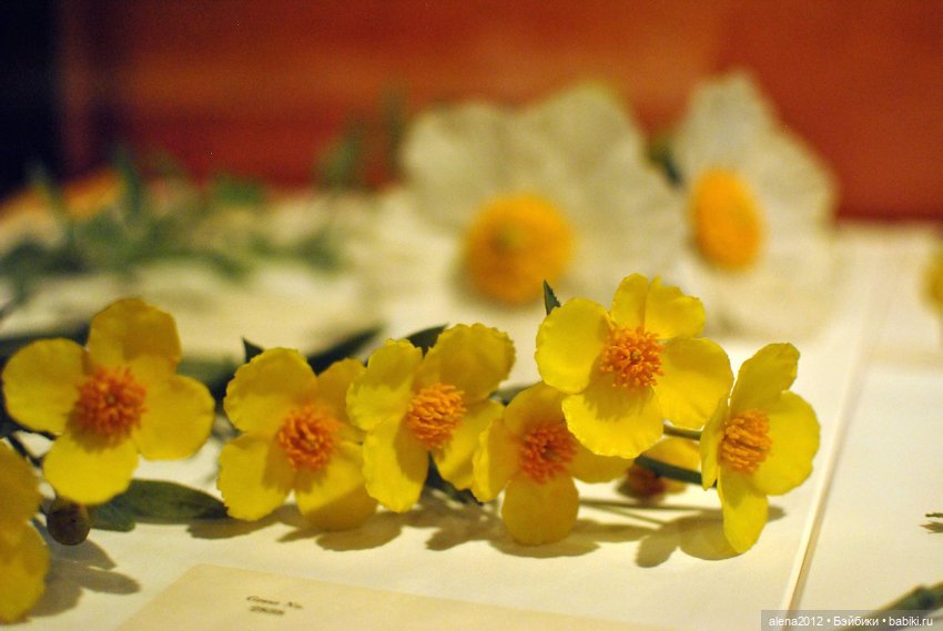 СТЕКЛЯННЫЕ ЦВЕТЫ ЛЕОПОЛЬДА И РУДОЛЬФА БЛАШКА