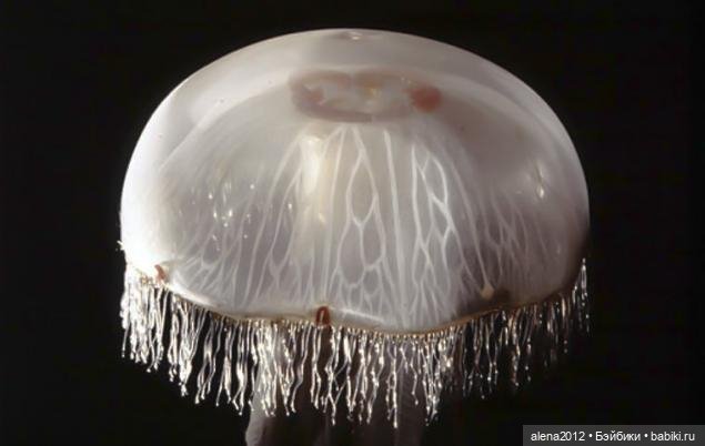 СТЕКЛЯННЫЕ ЦВЕТЫ ЛЕОПОЛЬДА И РУДОЛЬФА БЛАШКА