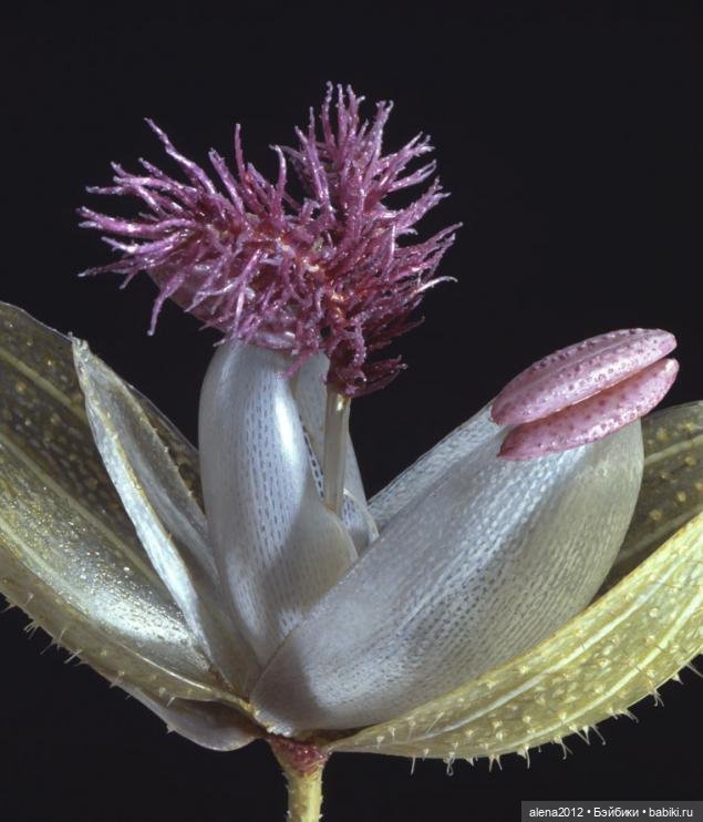 СТЕКЛЯННЫЕ ЦВЕТЫ ЛЕОПОЛЬДА И РУДОЛЬФА БЛАШКА