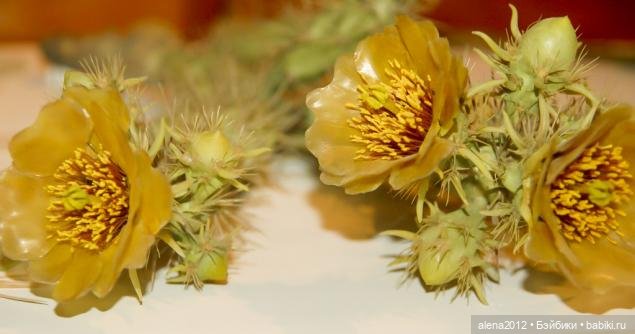 СТЕКЛЯННЫЕ ЦВЕТЫ ЛЕОПОЛЬДА И РУДОЛЬФА БЛАШКА