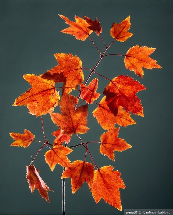 СТЕКЛЯННЫЕ ЦВЕТЫ ЛЕОПОЛЬДА И РУДОЛЬФА БЛАШКА (фото 7)