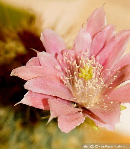 СТЕКЛЯННЫЕ ЦВЕТЫ ЛЕОПОЛЬДА И РУДОЛЬФА БЛАШКА