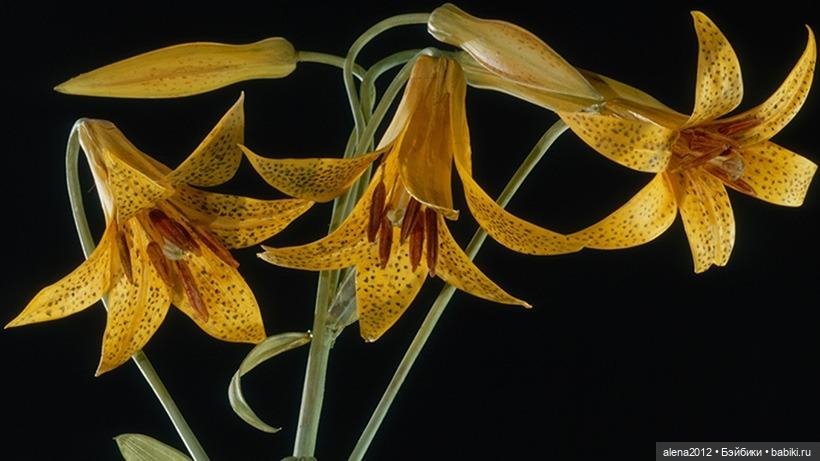 СТЕКЛЯННЫЕ ЦВЕТЫ ЛЕОПОЛЬДА И РУДОЛЬФА БЛАШКА