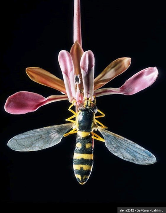 СТЕКЛЯННЫЕ ЦВЕТЫ ЛЕОПОЛЬДА И РУДОЛЬФА БЛАШКА