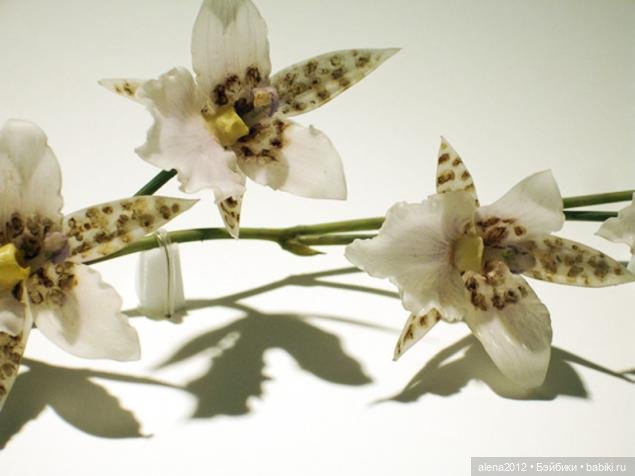 СТЕКЛЯННЫЕ ЦВЕТЫ ЛЕОПОЛЬДА И РУДОЛЬФА БЛАШКА