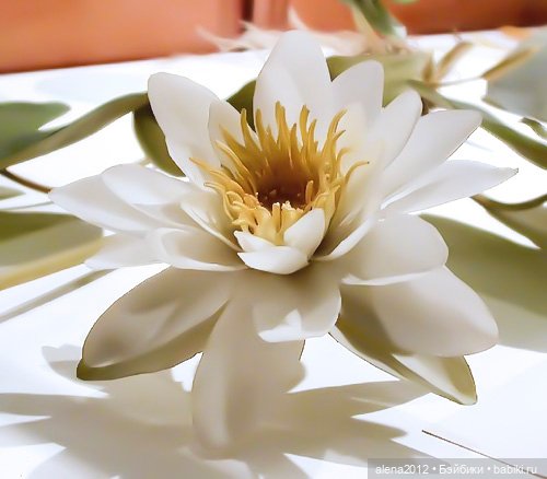 СТЕКЛЯННЫЕ ЦВЕТЫ ЛЕОПОЛЬДА И РУДОЛЬФА БЛАШКА