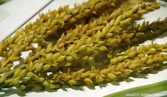 СТЕКЛЯННЫЕ ЦВЕТЫ ЛЕОПОЛЬДА И РУДОЛЬФА БЛАШКА