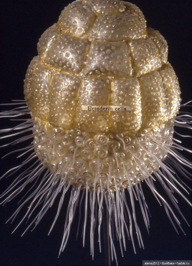 СТЕКЛЯННЫЕ ЦВЕТЫ ЛЕОПОЛЬДА И РУДОЛЬФА БЛАШКА