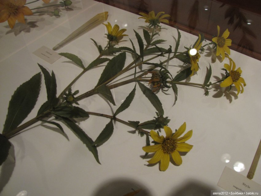 СТЕКЛЯННЫЕ ЦВЕТЫ ЛЕОПОЛЬДА И РУДОЛЬФА БЛАШКА