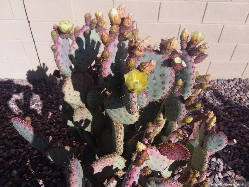 Суккуленты. Красота, да и только (фото 6)