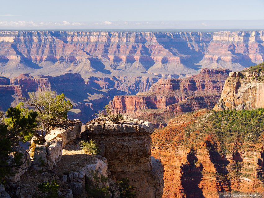 Суккуленты. Красота, да и только