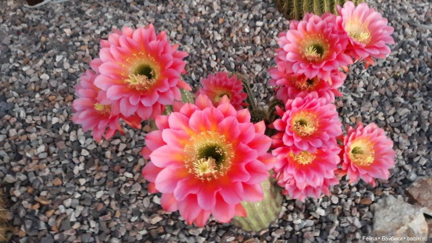 Суккуленты. Красота, да и только (фото 4)