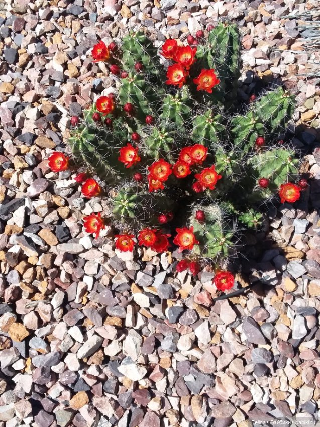 Суккуленты. Красота, да и только (фото 5)