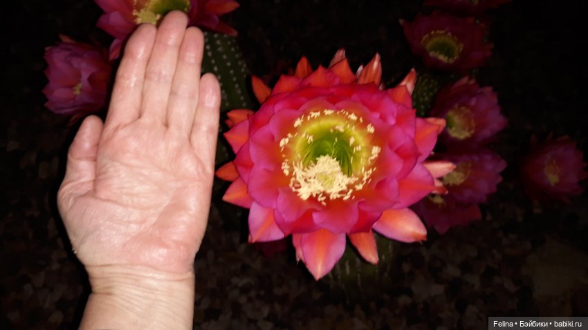 Суккуленты. Красота, да и только (фото 3)