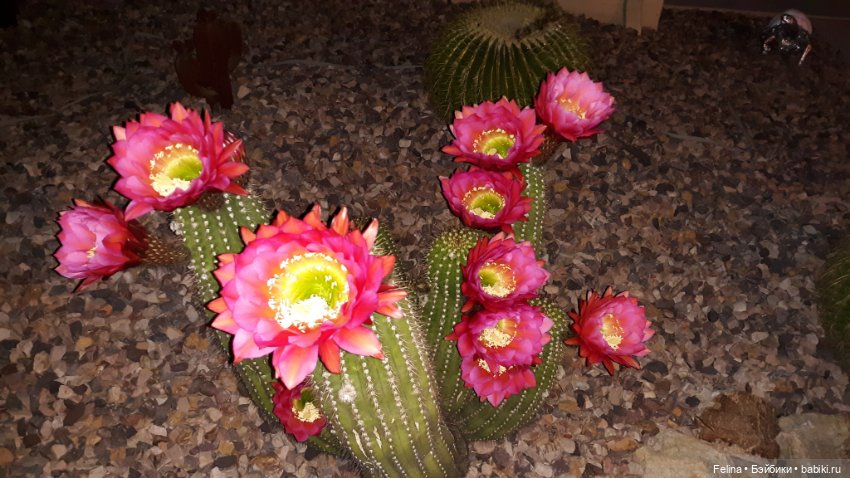 Суккуленты. Красота, да и только (фото 2)