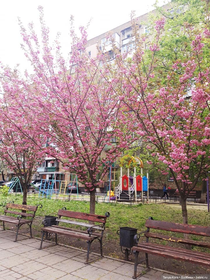 Сакура цветет на радость Лин-Лин (фото 6)