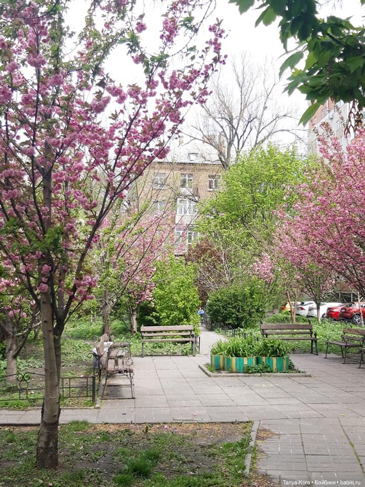 Сакура цветет на радость Лин-Лин