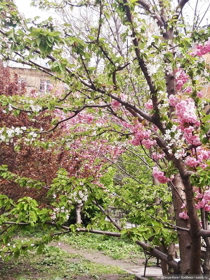 Сакура цветет на радость Лин-Лин (фото 2)
