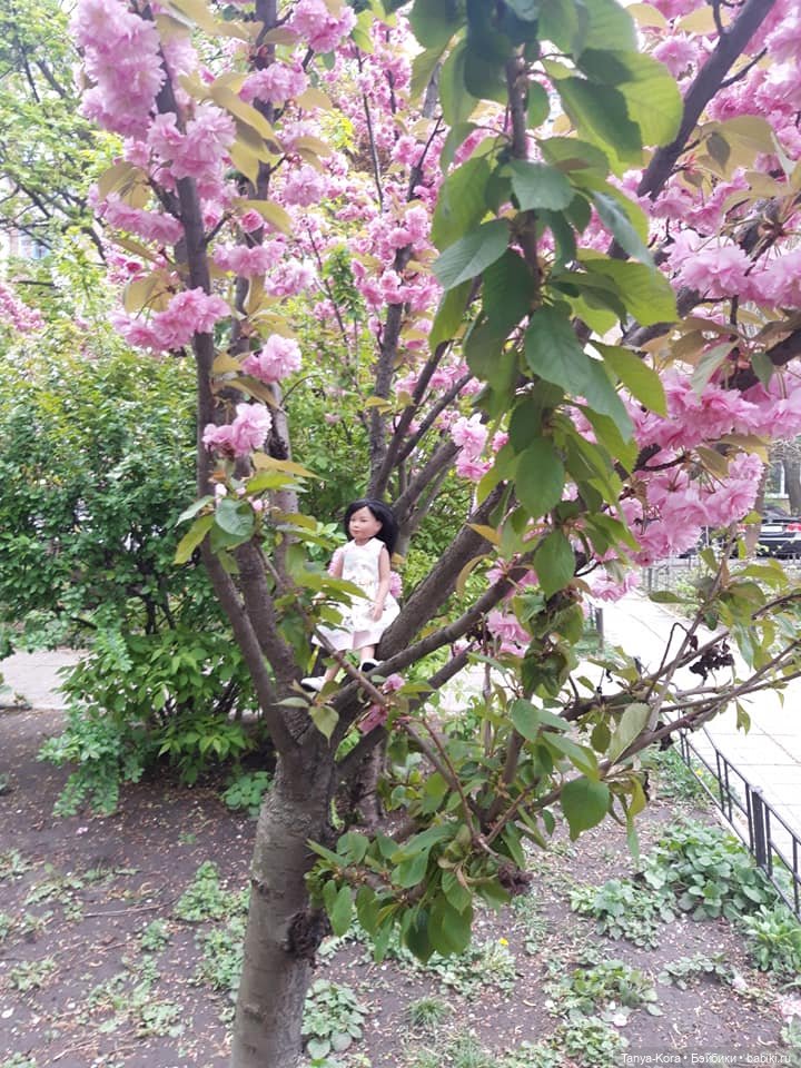 Сакура цветет на радость Лин-Лин