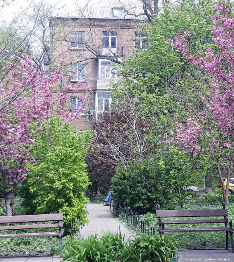 Сакура цветет на радость Лин-Лин (фото 10)