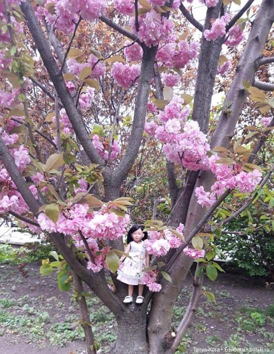 Сакура цветет на радость Лин-Лин (фото 5)