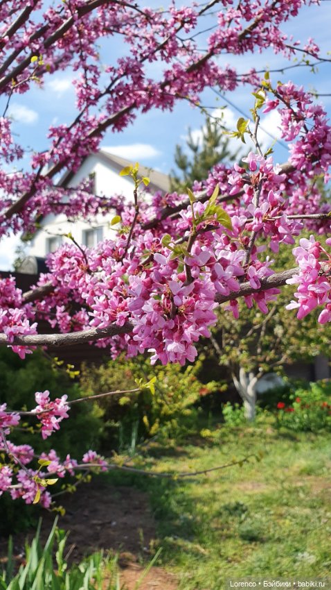 30 апреля, +24°. Весна в Ростове-на-Дону. Я здесь живу