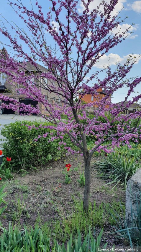 30 апреля, +24°. Весна в Ростове-на-Дону. Я здесь живу (фото 6)