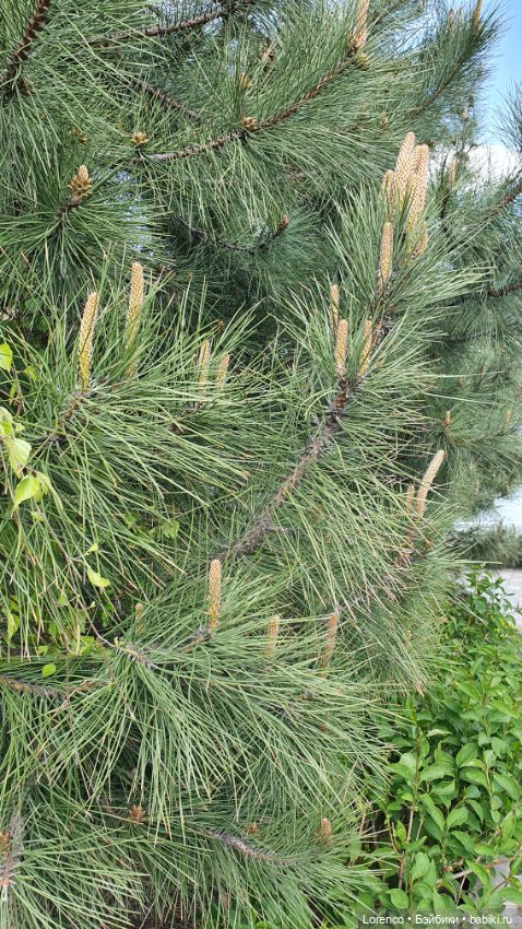 30 апреля, +24°. Весна в Ростове-на-Дону. Я здесь живу (фото 3)