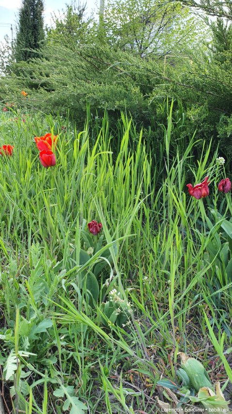 30 апреля, +24°. Весна в Ростове-на-Дону. Я здесь живу (фото 7)