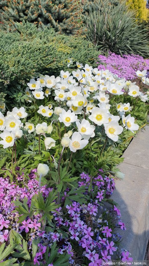 30 апреля, +24°. Весна в Ростове-на-Дону. Я здесь живу