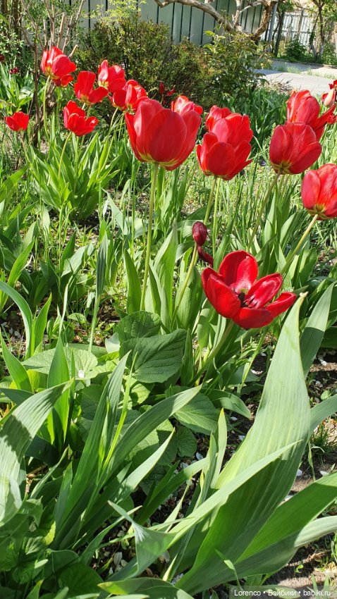 30 апреля, +24°. Весна в Ростове-на-Дону. Я здесь живу
