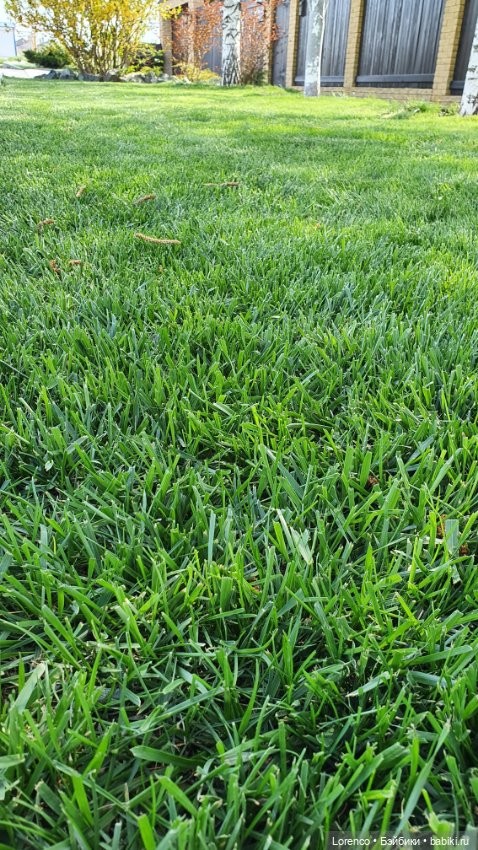 30 апреля, +24°. Весна в Ростове-на-Дону. Я здесь живу (фото 5)