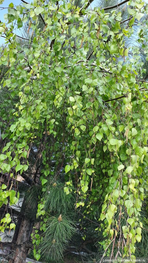 30 апреля, +24°. Весна в Ростове-на-Дону. Я здесь живу (фото 4)