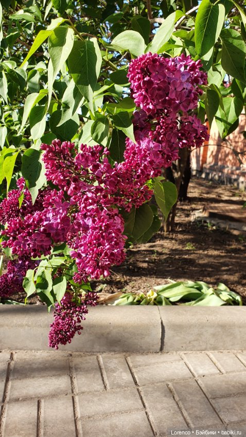30 апреля, +24°. Весна в Ростове-на-Дону. Я здесь живу