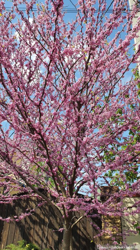 30 апреля, +24°. Весна в Ростове-на-Дону. Я здесь живу (фото 10)