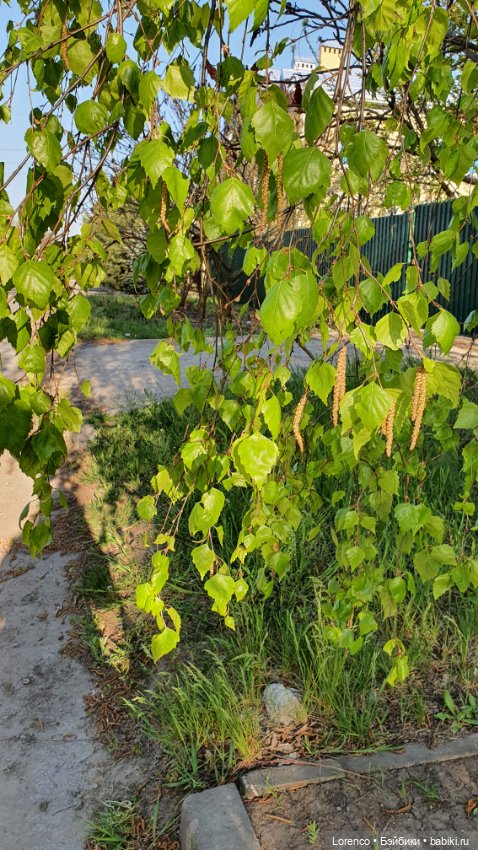 30 апреля, +24°. Весна в Ростове-на-Дону. Я здесь живу