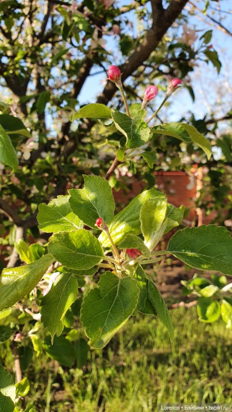 30 апреля, +24°. Весна в Ростове-на-Дону. Я здесь живу
